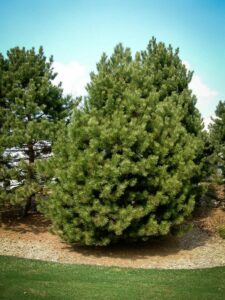 Сосна Чёрная (Pinus Nigra) купить по цене от 270.00р. в интернет-магазине «Посадика» с доставкой почтой в в Дятьковое и по всей России – [изображение №1].