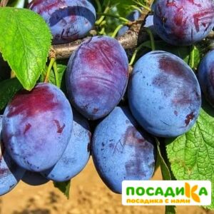 Слива Чачакская ранняя купить по цене от 229.00р. в интернет-магазине «Посадика» с доставкой почтой в в Дятьковое и по всей России – [изображение №1].