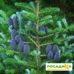 Пихта корейская (Abies koreana) купить по цене от 450.00р. в интернет-магазине «Посадика» с доставкой почтой в в Дятьковое и по всей России – [изображение №1].