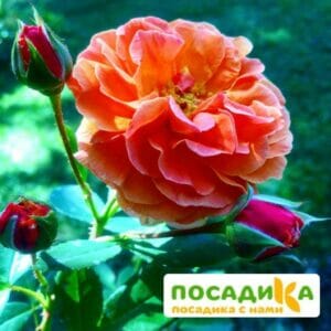 Роза Арабия купить по цене от 350.00р. в интернет-магазине «Посадика» с доставкой почтой в в Дятьковое и по всей России – [изображение №1].