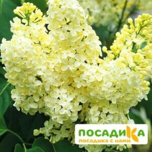 Сирень Примроуз (Primrose) купить по цене от 529.00р. в интернет-магазине «Посадика» с доставкой почтой в в Дятьковое и по всей России – [изображение №1].