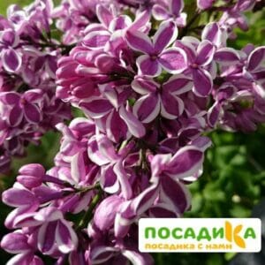 Сирень Сенсация купить по цене от 529.00р. в интернет-магазине «Посадика» с доставкой почтой в в Дятьковое и по всей России – [изображение №1].