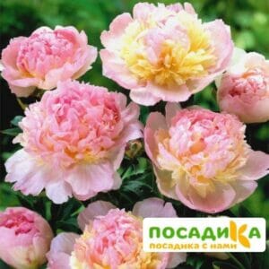 Пион Распберри Сандей (Paeonia Raspberry Sundae) купить по цене от 959р. в интернет-магазине «Посадика» с доставкой почтой в в Дятьковое и по всей России – [изображение №1].