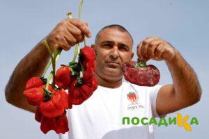 Клубника Гигант Джорнея купить по цене от 266р. в интернет-магазине «Посадика» с доставкой почтой в в Дятьковое и по всей России – [изображение №1].