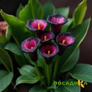 Калла Аура Лейс купить по цене от 400р. в интернет-магазине «Посадика» с доставкой почтой в в Дятьковое и по всей России – [изображение №1].