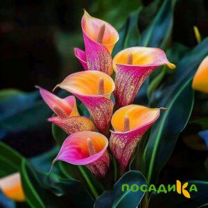 Калла Оникс купить по цене от 450р. в интернет-магазине «Посадика» с доставкой почтой в в Дятьковое и по всей России – [изображение №1].