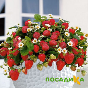 Клубника Рубиновый Шепот (горшечная) купить по цене от 240р. в интернет-магазине «Посадика» с доставкой почтой в в Дятьковое и по всей России – [изображение №1].