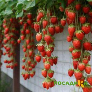 Клубника вьющаяся Комплимент купить по цене от 470р. в интернет-магазине «Посадика» с доставкой почтой в в Дятьковое и по всей России – [изображение №1].