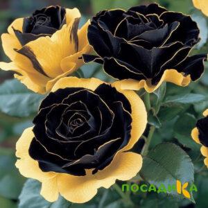 Роза Ханни Сикл купить по цене от 700р. в интернет-магазине «Посадика» с доставкой почтой в в Дятьковое и по всей России – [изображение №1].