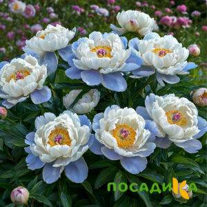Пион акварельный Этюд купить по цене от 806р. в интернет-магазине «Посадика» с доставкой почтой в в Дятьковое и по всей России – [изображение №1].