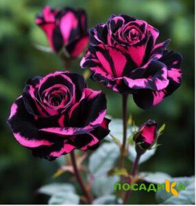 Роза Багровый Шепот купить по цене от 366р. в интернет-магазине «Посадика» с доставкой почтой в в Дятьковое и по всей России – [изображение №1].