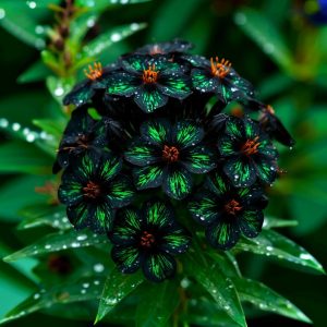 Флокс Ривьера купить по цене от 299р. в интернет-магазине «Посадика» с доставкой почтой в в Дятьковое и по всей России – [изображение №1].