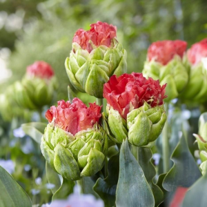 Тюльпан Бычий Глаз купить по цене от 275р. в интернет-магазине «Посадика» с доставкой почтой в в Дятьковое и по всей России – [изображение №1].