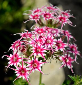 Флокс Метельчатый Путь купить по цене от 456р. в интернет-магазине «Посадика» с доставкой почтой в в Дятьковое и по всей России – [изображение №1].