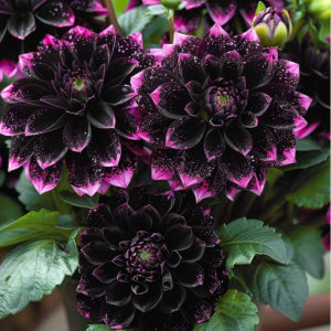 Георгин Лаванда Лейс купить по цене от 679р. в интернет-магазине «Посадика» с доставкой почтой в в Дятьковое и по всей России – [изображение №1].