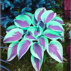 Хоста Висперин Бьюти купить по цене от 379р. в интернет-магазине «Посадика» с доставкой почтой в в Дятьковое и по всей России – [изображение №1].